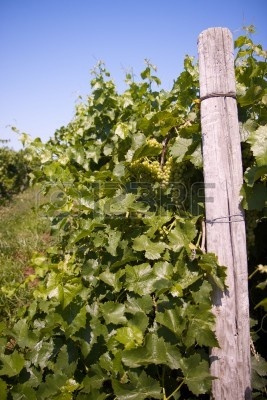 Row of Grapes